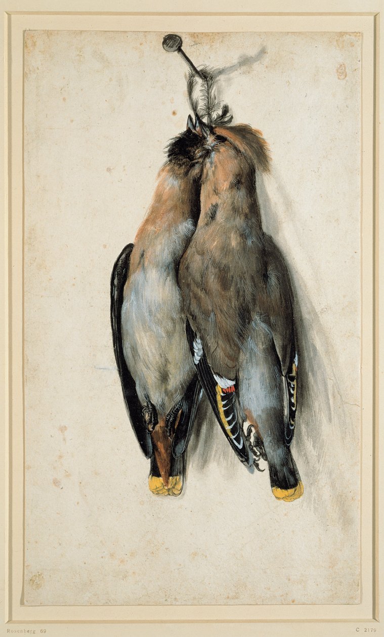 Two Dead Bohemian Waxwings by Lucas Cranach the Elder