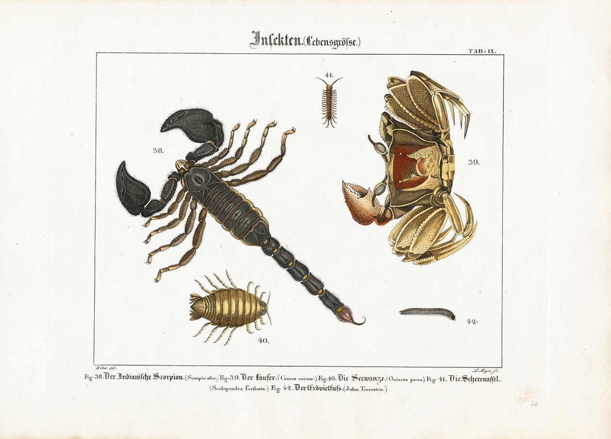 Arthropods: Scorpion, Crab and Other Arthropods by Ludwig Meyer