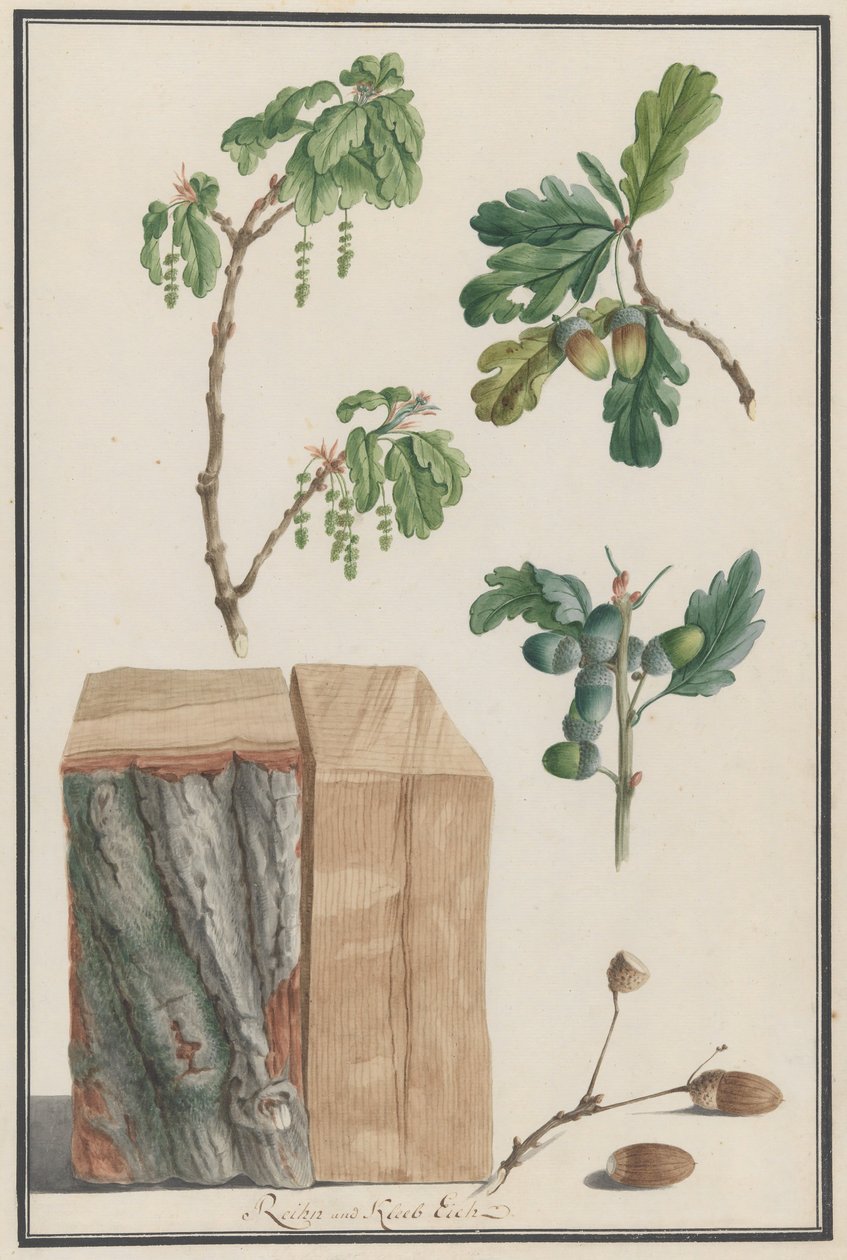Studies of the Blossoms, Fruits and Trunk of an English Oak, 1788 by Ludwig Pfleger