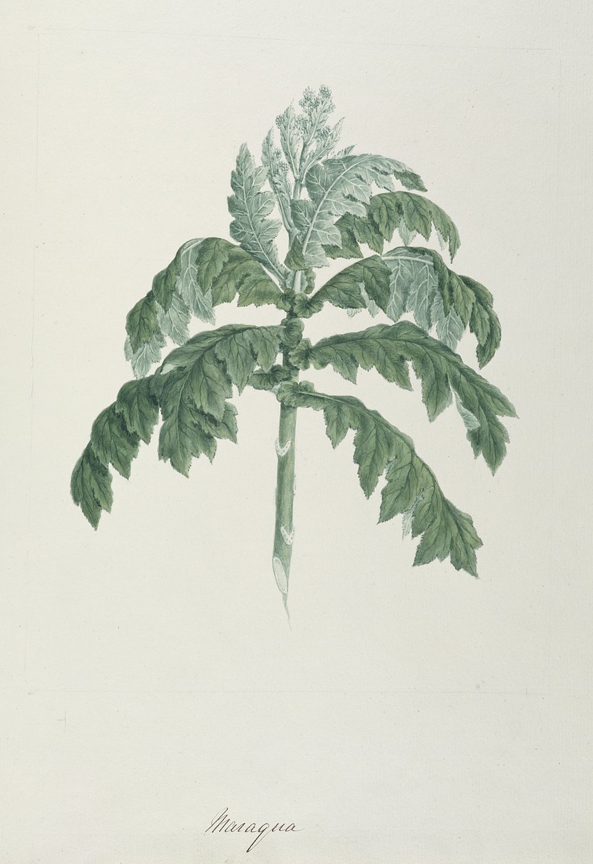 Maraqua, Illustration from Forty-one Botanical Drawings with Notes by Luigi Balugani