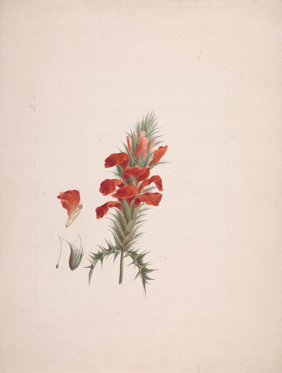 Acanthus Sennii Chiov.: Finished Drawing with Added Details by Luigi Balugani