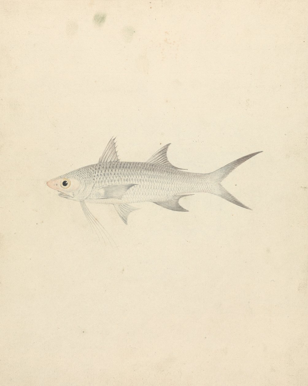 Binney: Number One (a Fish) by Luigi Balugani