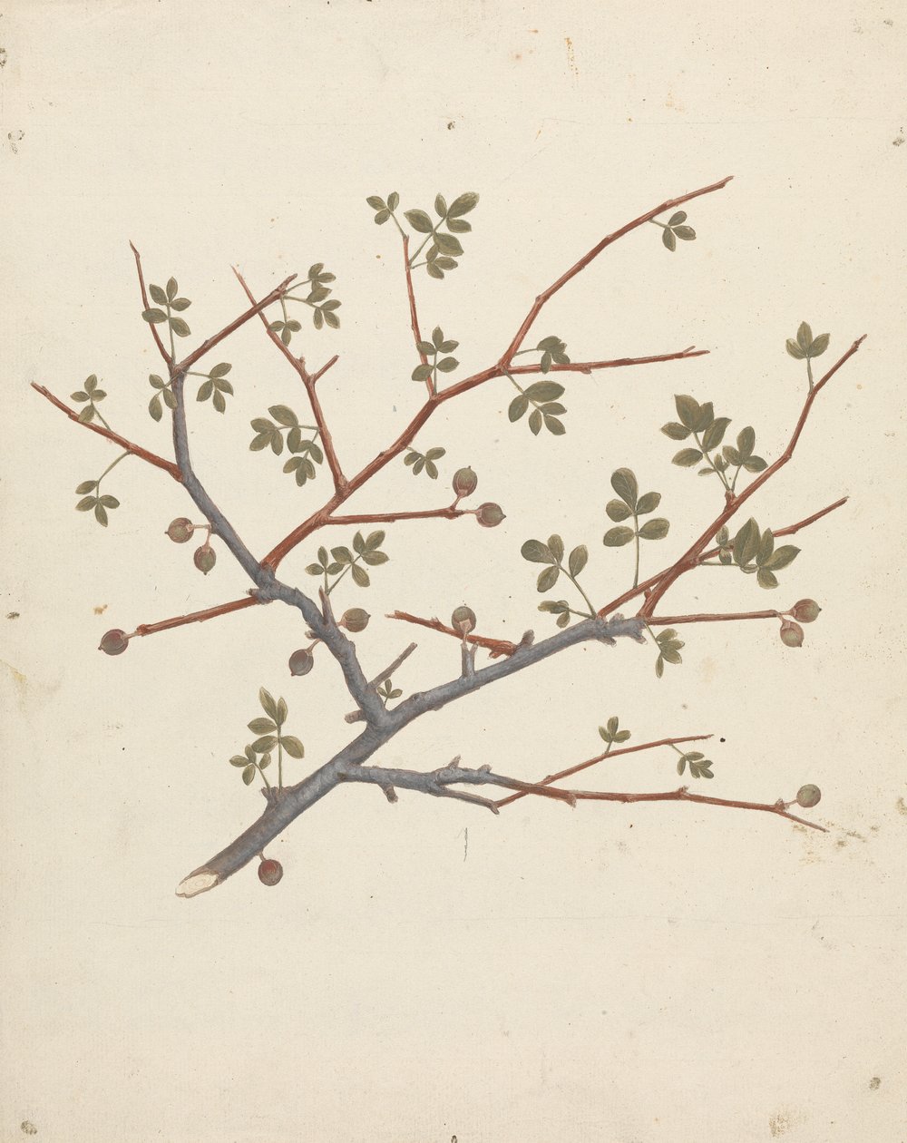 Commiphora gileadensis (Balm of Gilead, Opobalsam): Finished Drawing of Fruiting Branch by Luigi Balugani