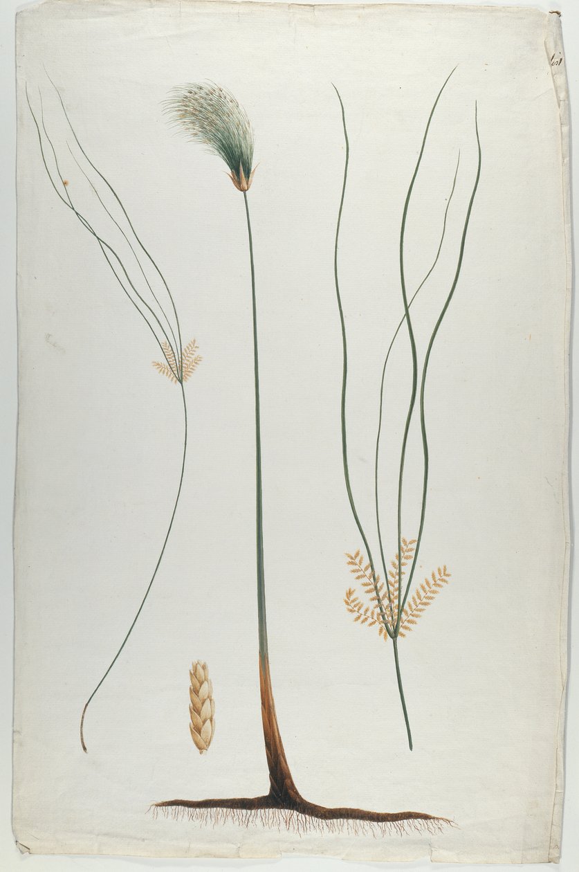 Papyrus (Plant and Root Detail), after James Abyssinian Bruce (1730-94) by Luigi Balugani