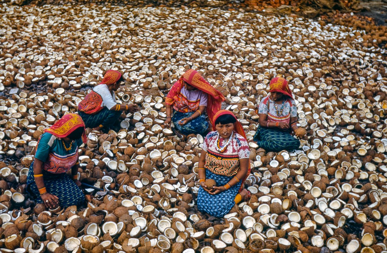 Indigenous people of Mulatas Archipelago of San Blas Islands crack coconuts for copra by Luis Marden