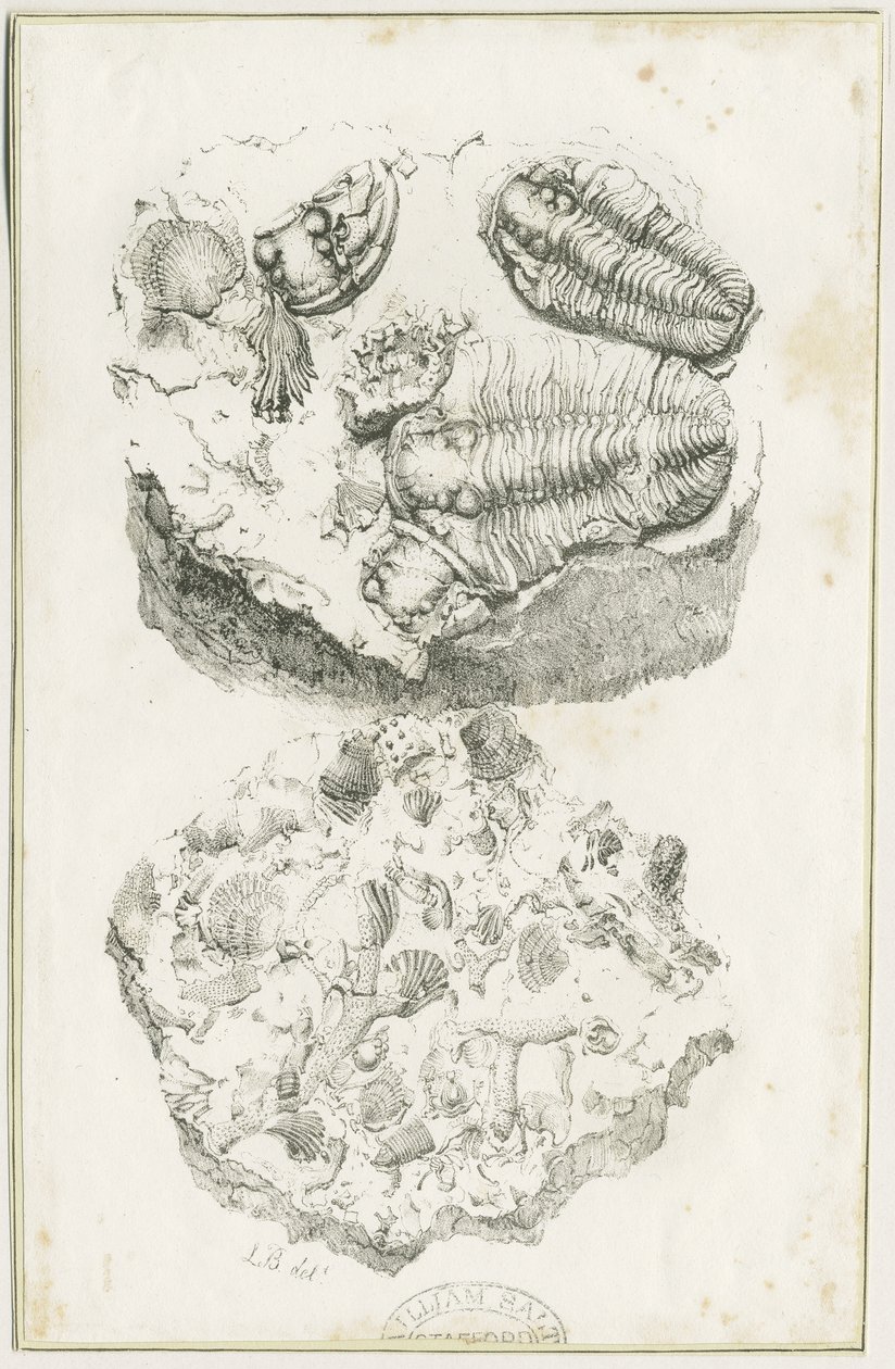 Dudley - Fossils by Luke Booker