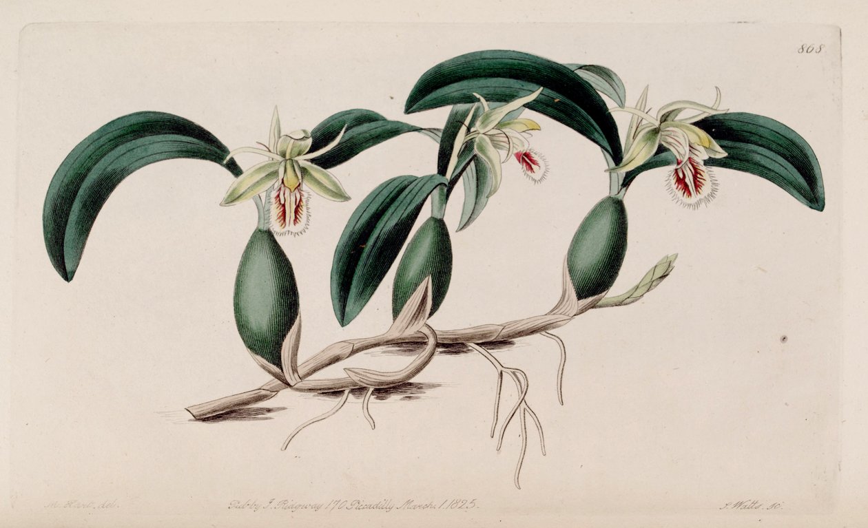 Illustration of Coelogyne fimbriata by M. Hart