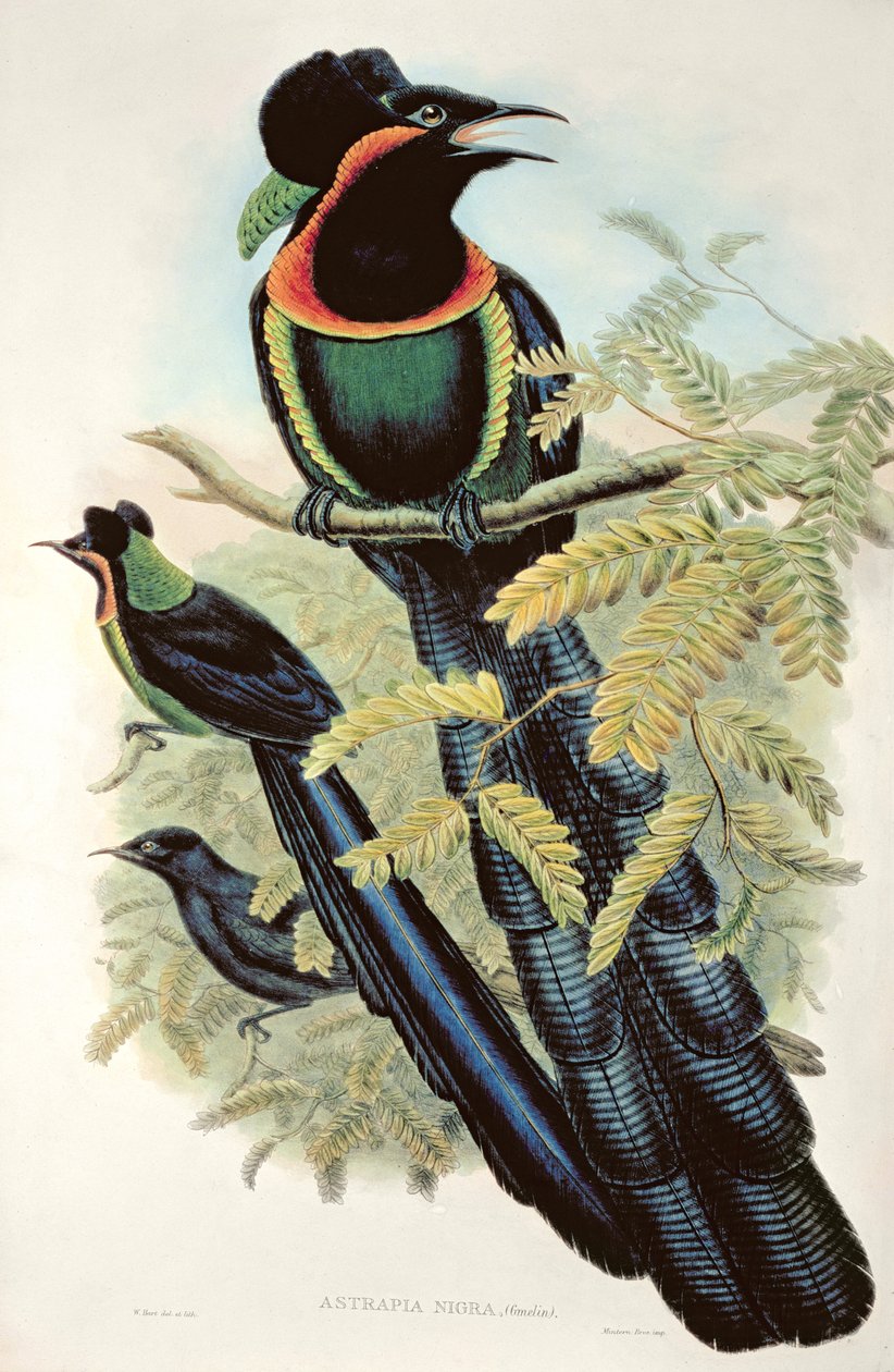 Arfak Astrapia, Astrapia Nigra - Bird of Paradise by M. Hart