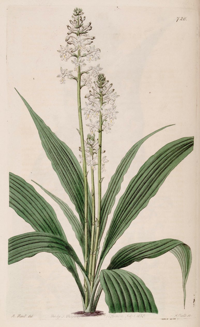 Illustration of Calanthe triplicata (as syn. Calanthe veratrifolia) by M. Hart