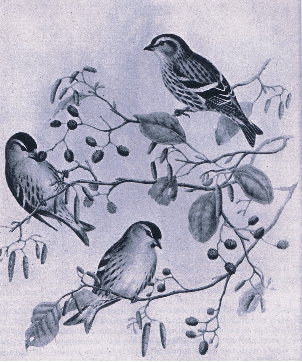 Siskins, Nature in Britain by M. Hart