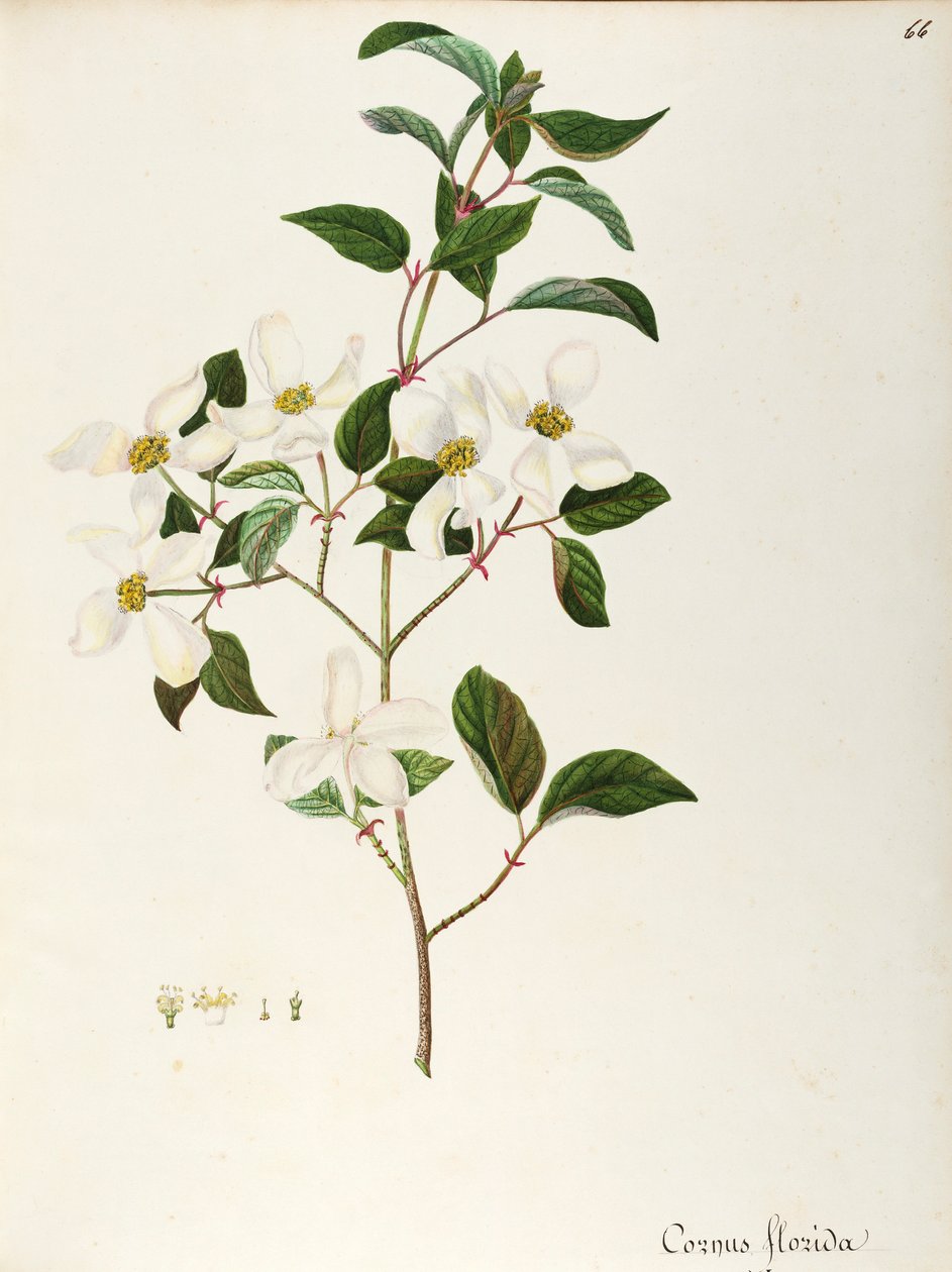 Flowering Dogwood by Maddalena Lisa Mussino