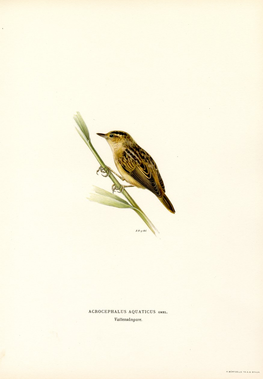 Aquatic Warbler by Magnus Ferdinand and Wilhelm von Wright