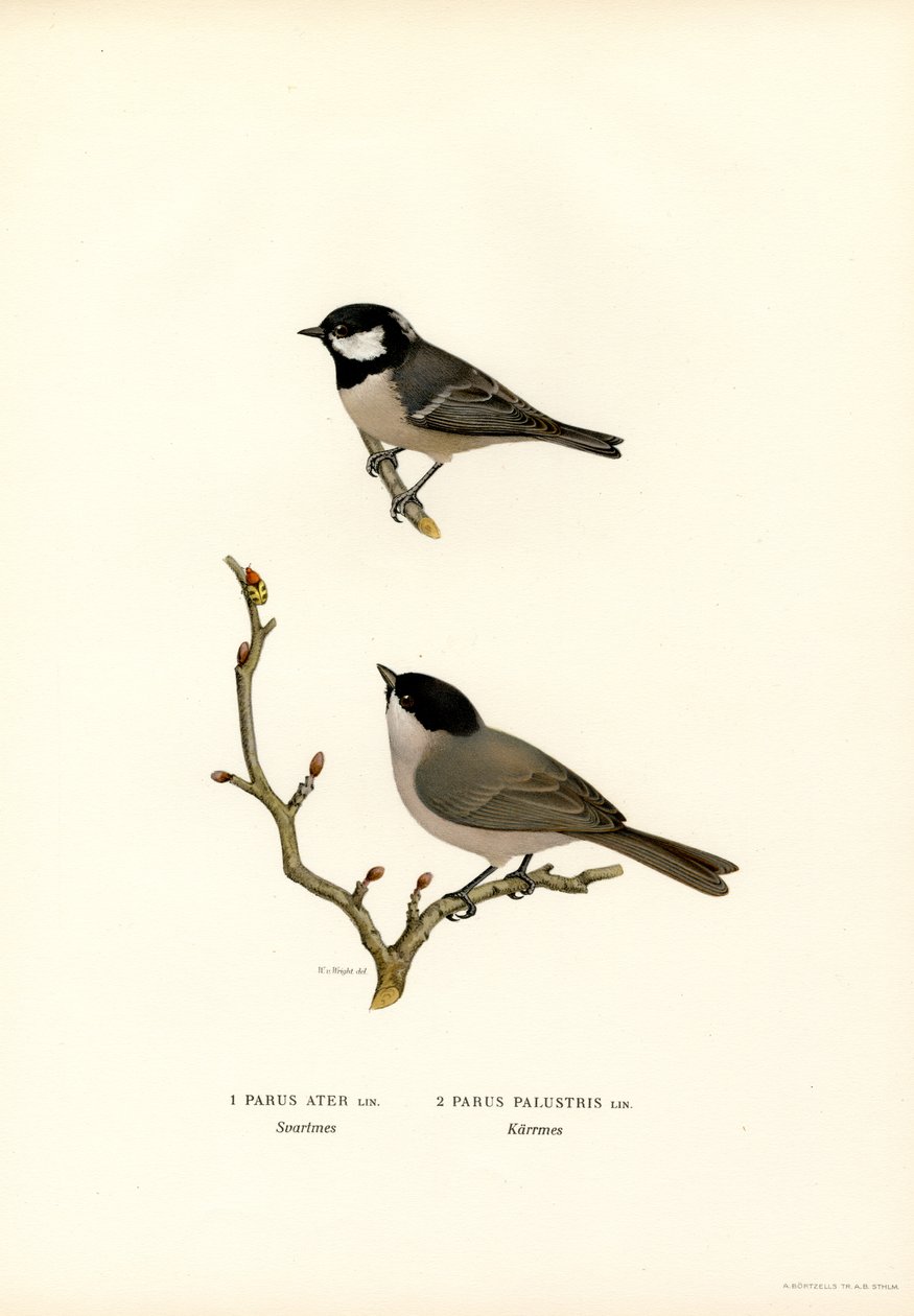 Black-crested Tit by Magnus Ferdinand and Wilhelm von Wright