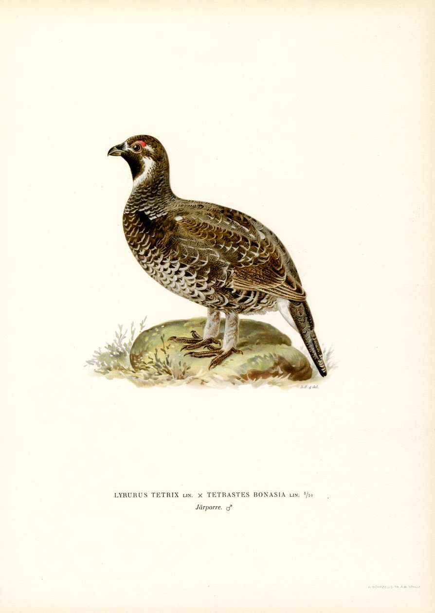 Black Grouse x Hazel Grouse by Magnus Ferdinand and Wilhelm von Wright