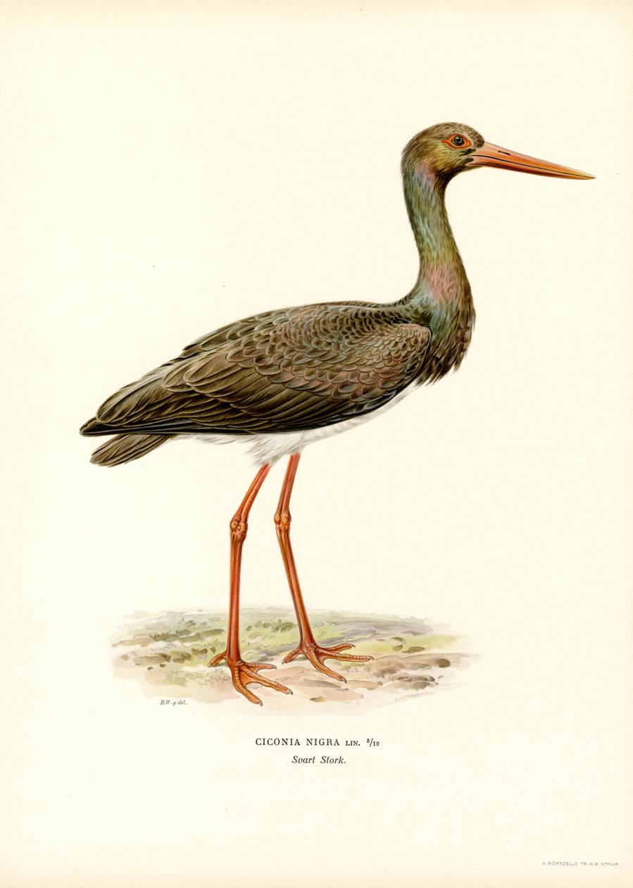 Black Stork by Magnus Ferdinand and Wilhelm von Wright