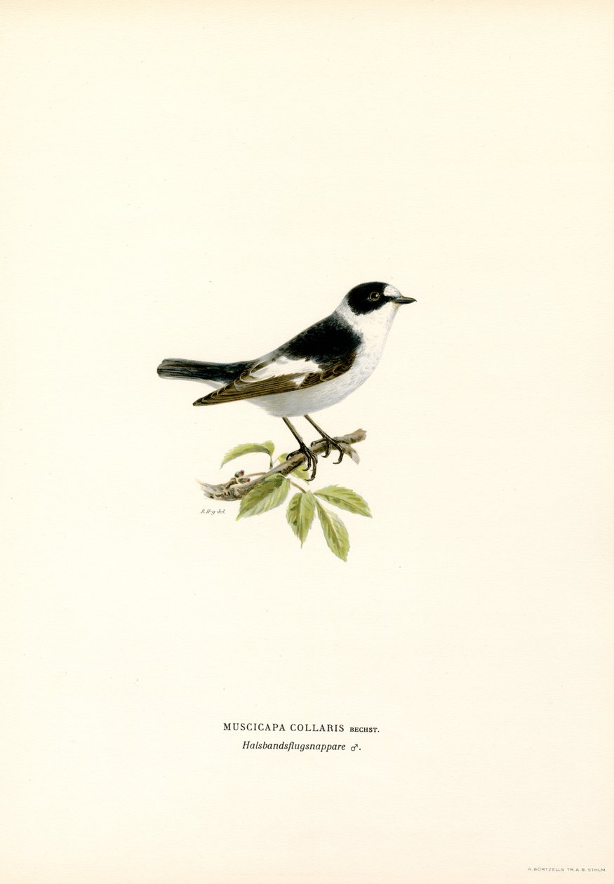 Collared Flycatcher by Magnus Ferdinand and Wilhelm von Wright