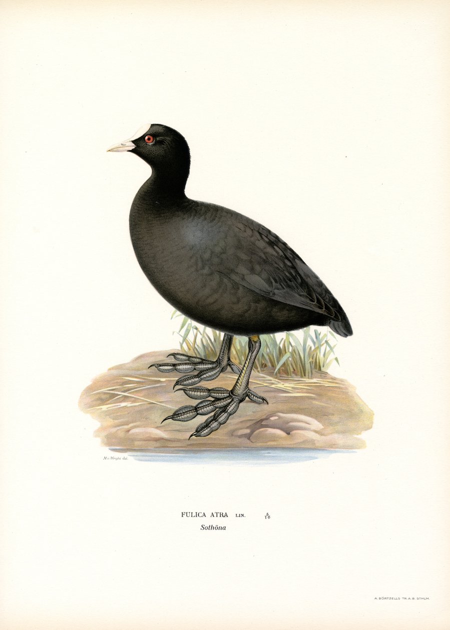 Common Coot by Magnus Ferdinand and Wilhelm von Wright