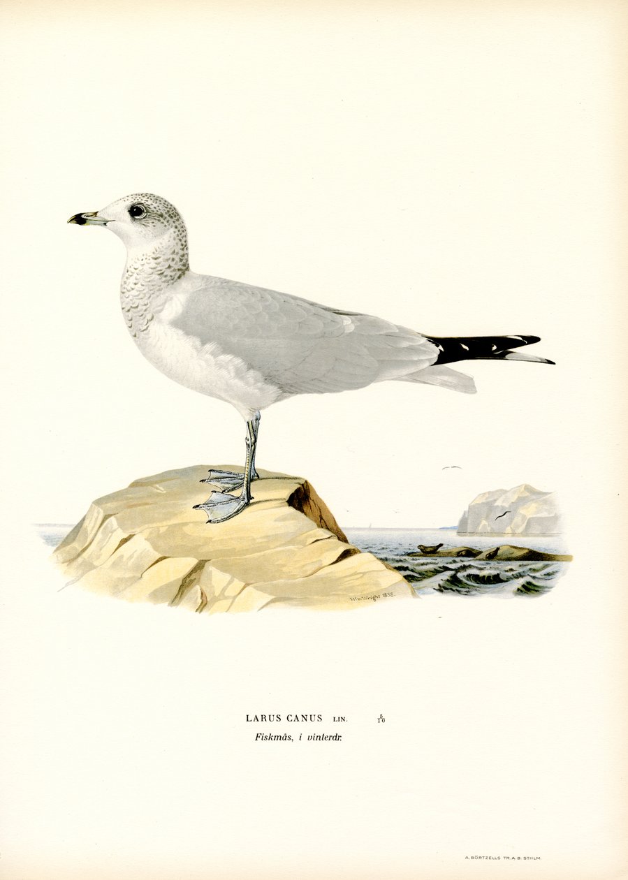 Common Gull by Magnus Ferdinand and Wilhelm von Wright