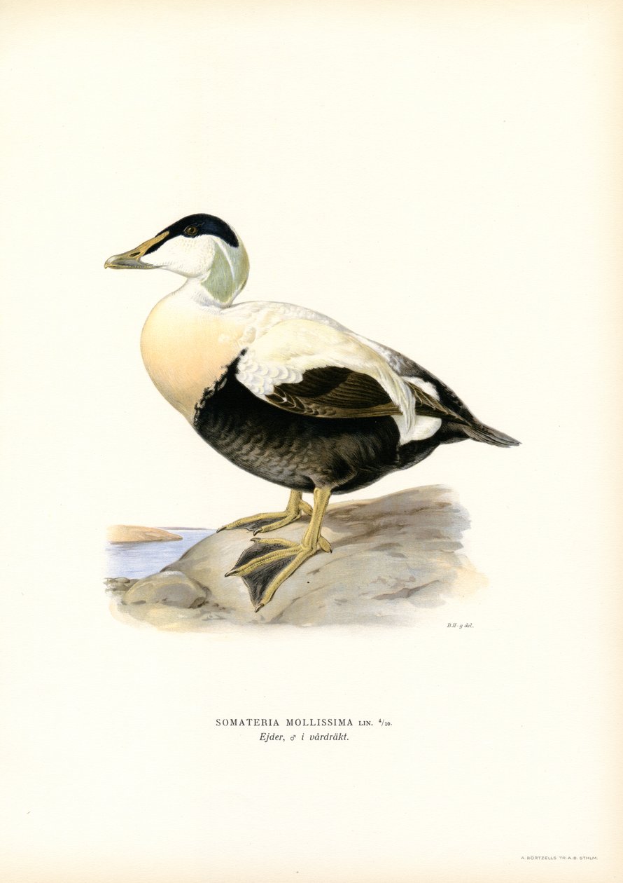 Eider Duck by Magnus Ferdinand and Wilhelm von Wright