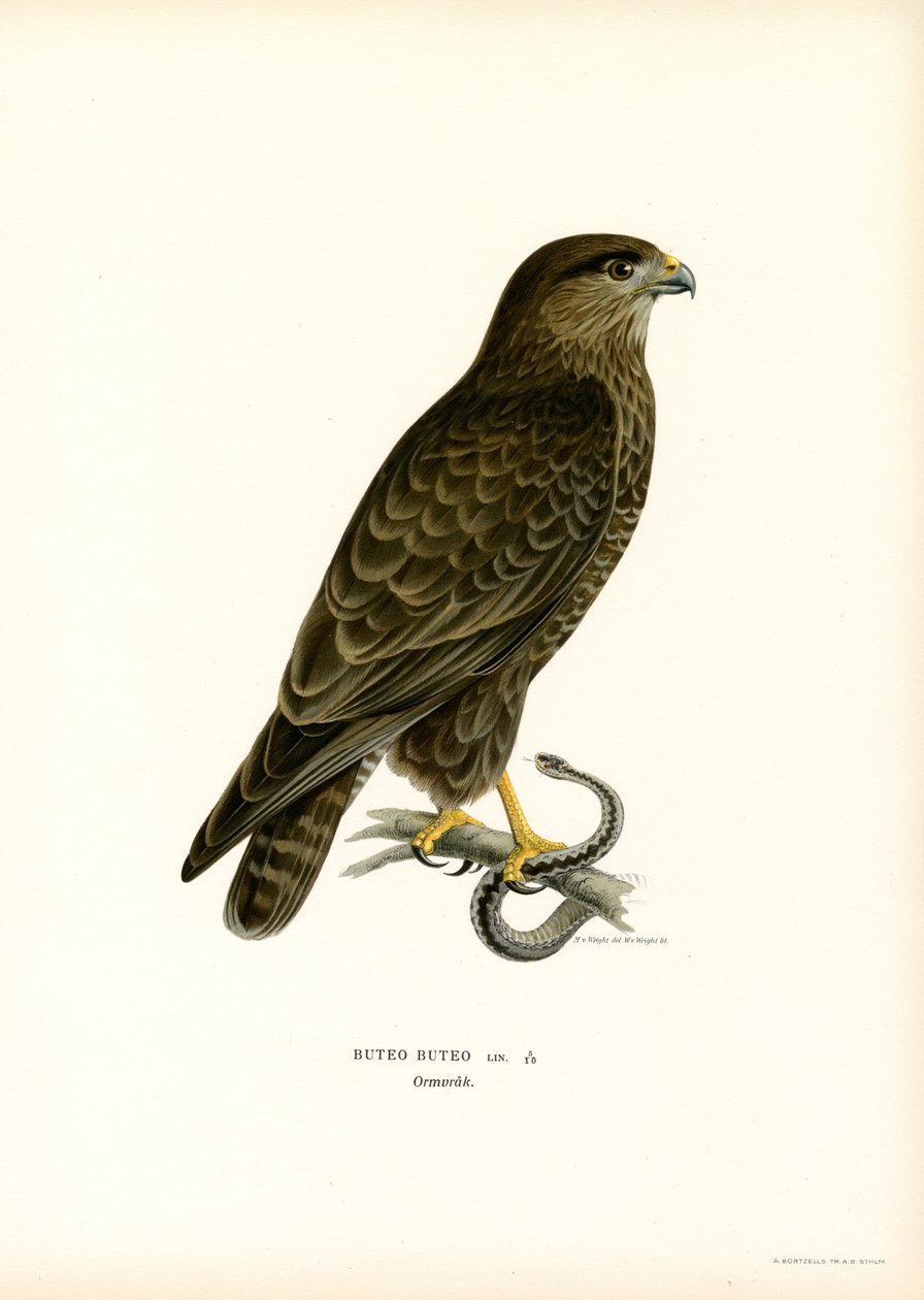 Eurasian Buzzard by Magnus Ferdinand and Wilhelm von Wright