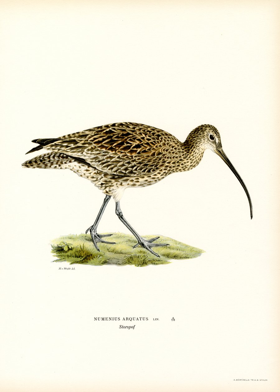 Eurasian Curlew by Magnus Ferdinand and Wilhelm von Wright