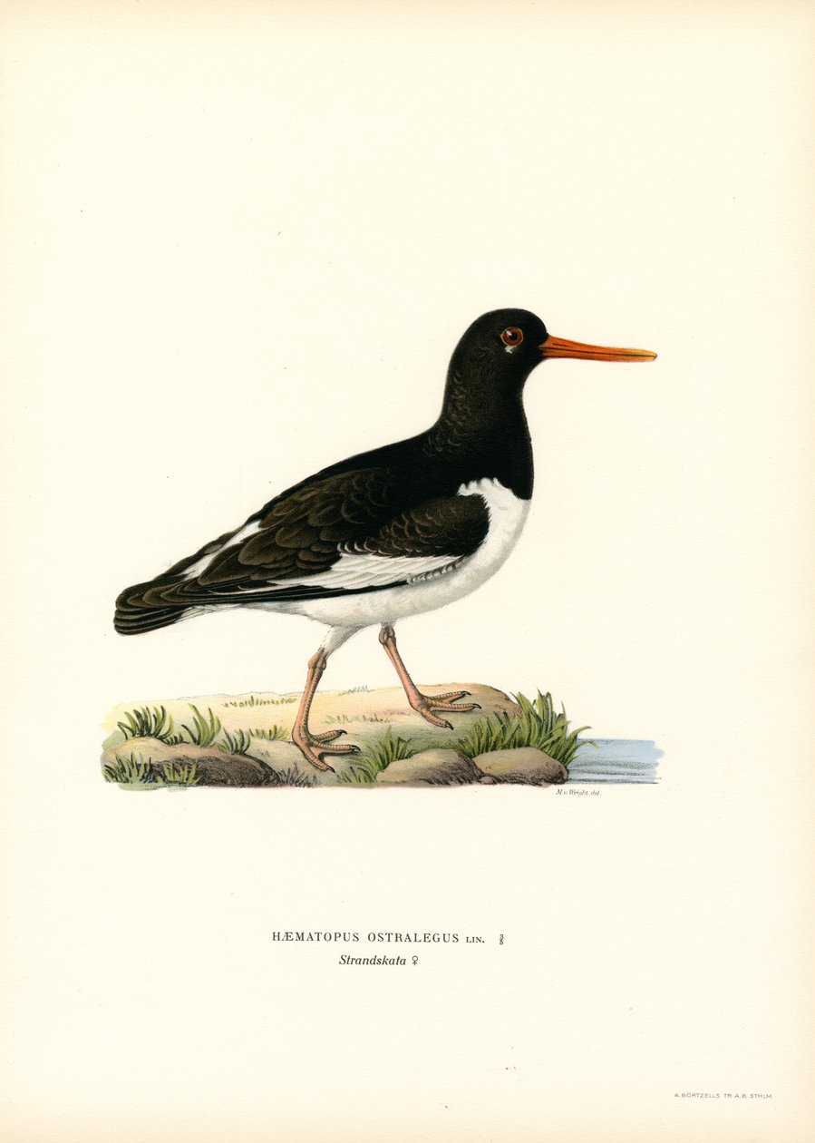 Eurasian Oystercatcher by Magnus Ferdinand and Wilhelm von Wright