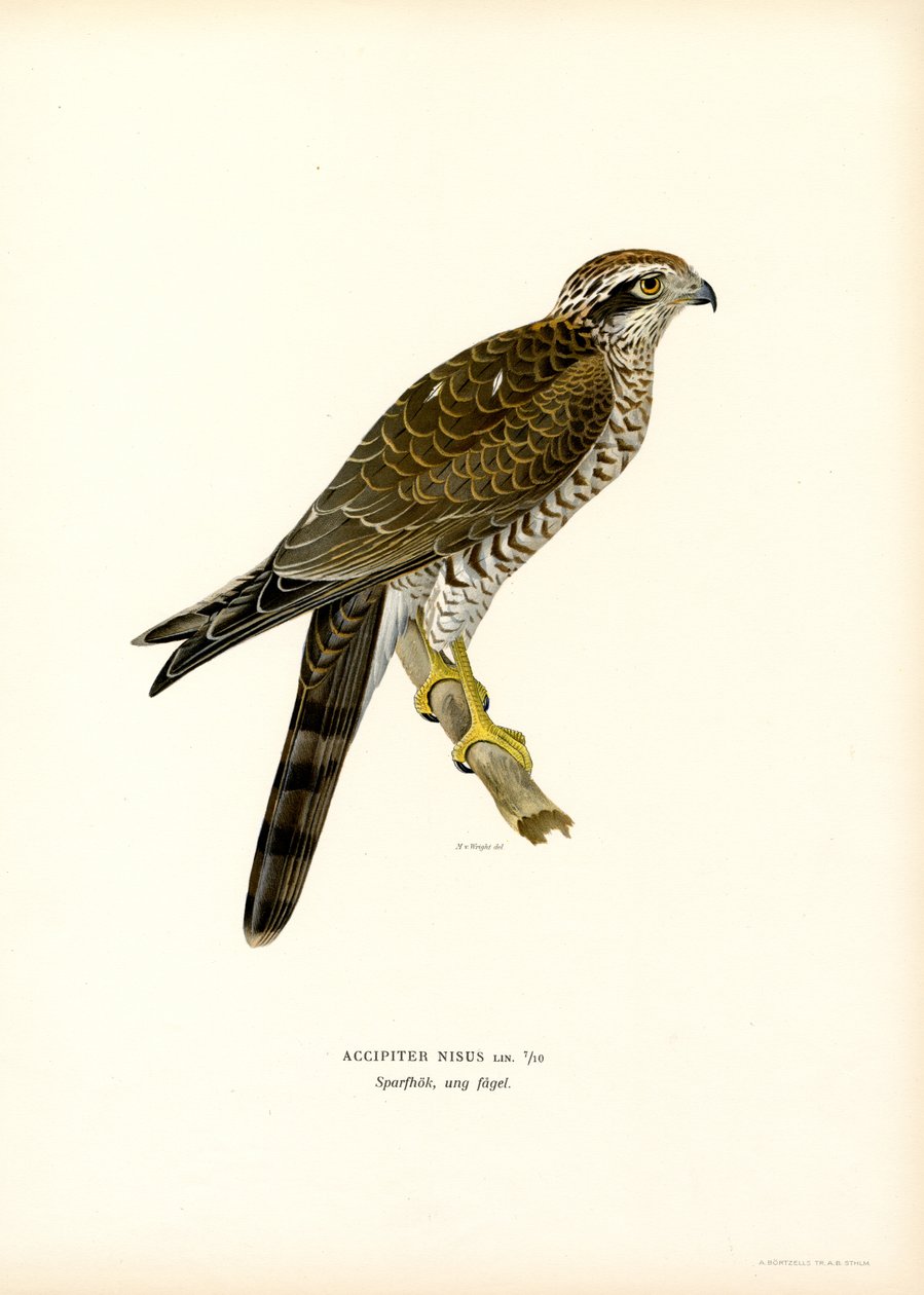 Eurasian Sparrowhawk by Magnus Ferdinand and Wilhelm von Wright