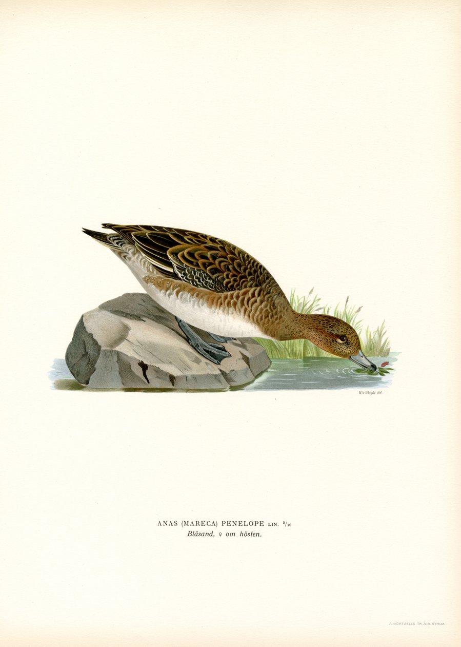 Eurasian Wigeon by Magnus Ferdinand and Wilhelm von Wright