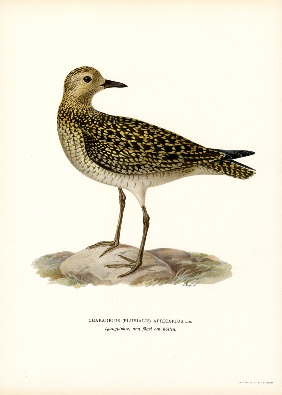 European Golden Plover by Magnus Ferdinand and Wilhelm von Wright