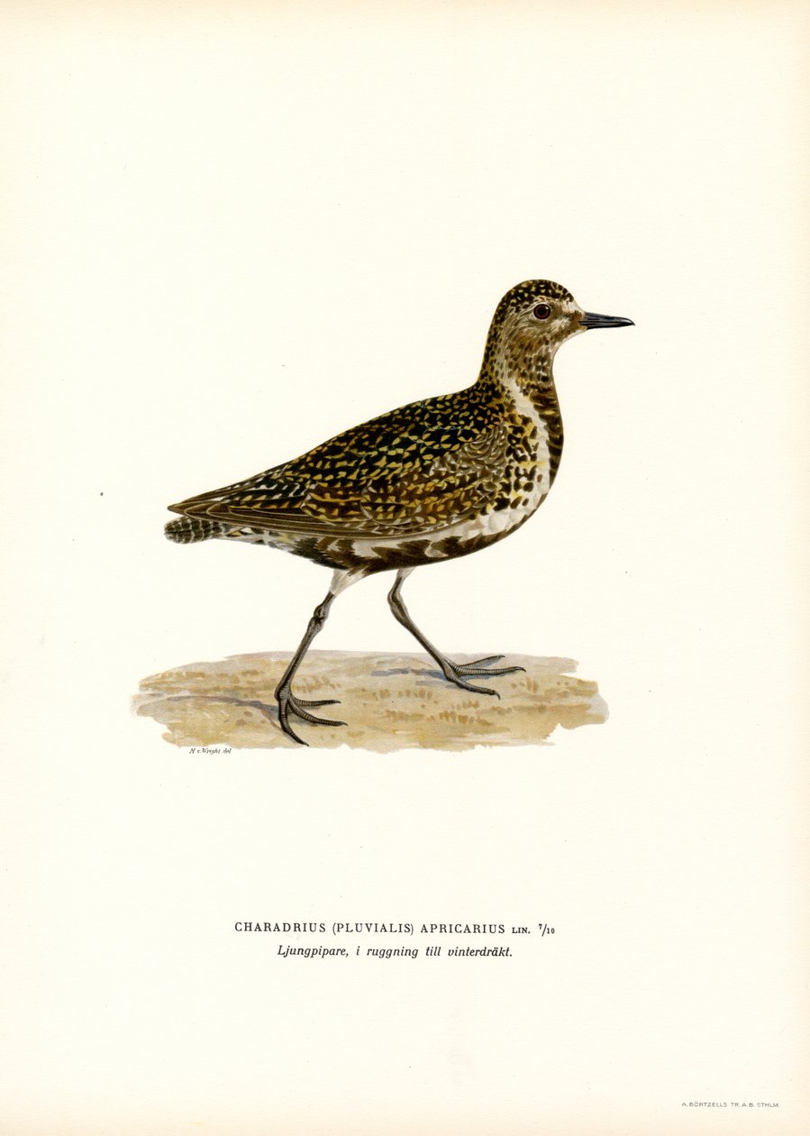 European Golden Plover by Magnus Ferdinand and Wilhelm von Wright