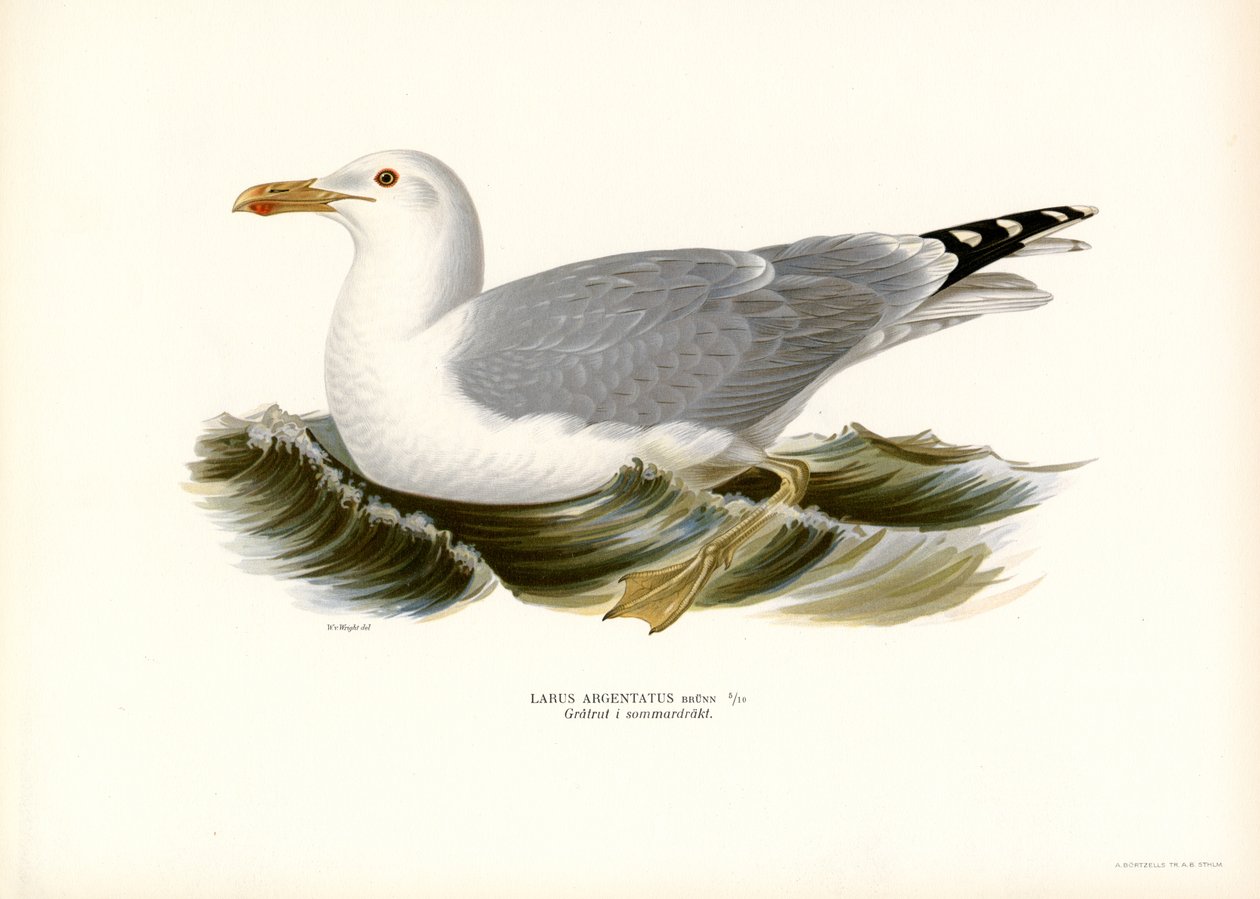 European Herring Gull by Magnus Ferdinand and Wilhelm von Wright