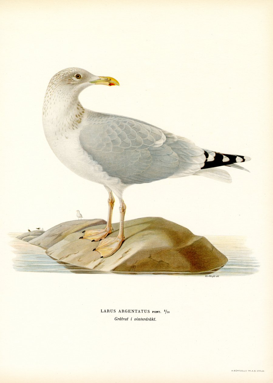 European Herring Gull by Magnus Ferdinand and Wilhelm von Wright
