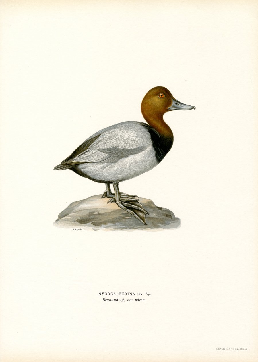 European Pochard by Magnus Ferdinand and Wilhelm von Wright