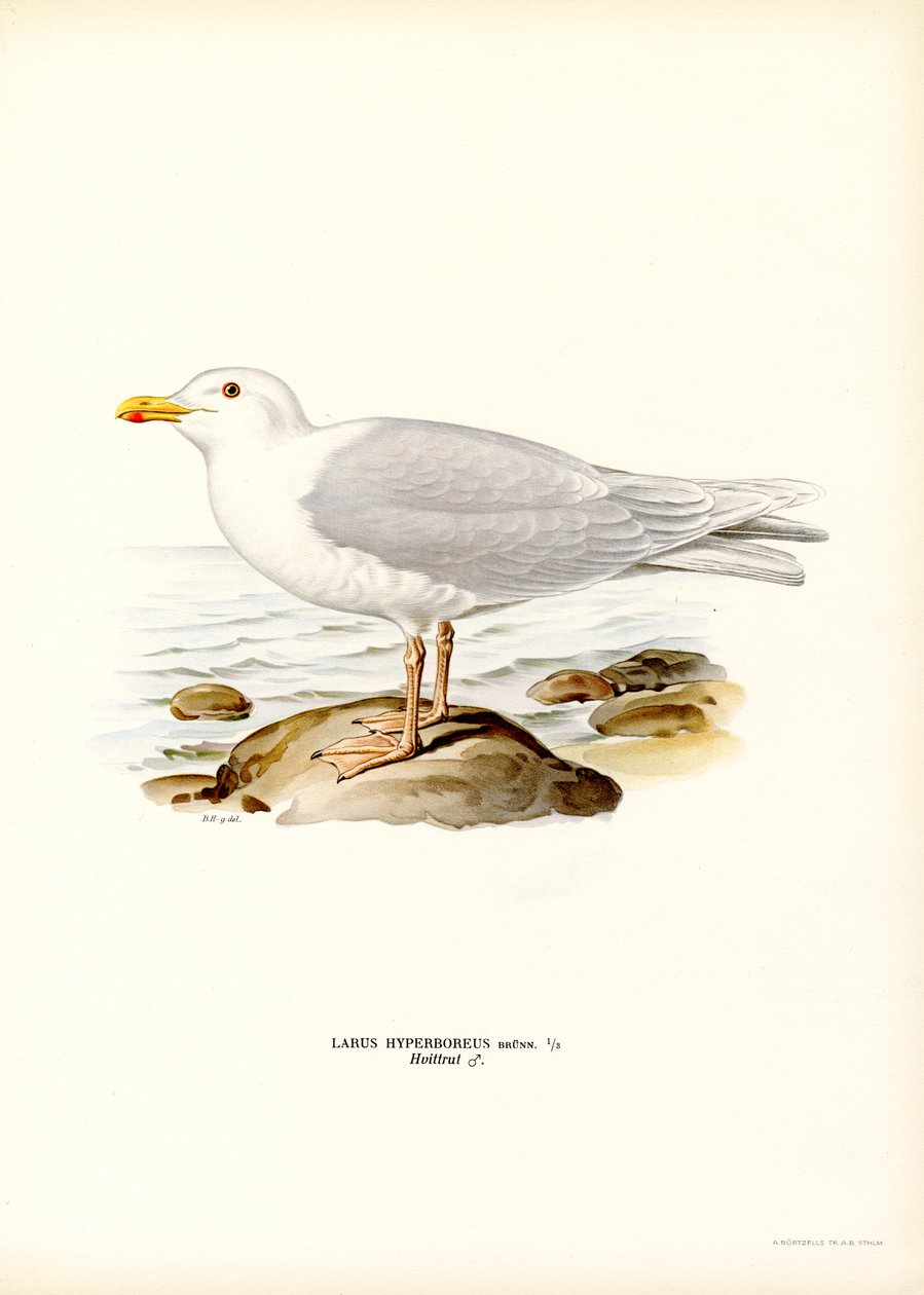 Glaucous Gull by Magnus Ferdinand and Wilhelm von Wright