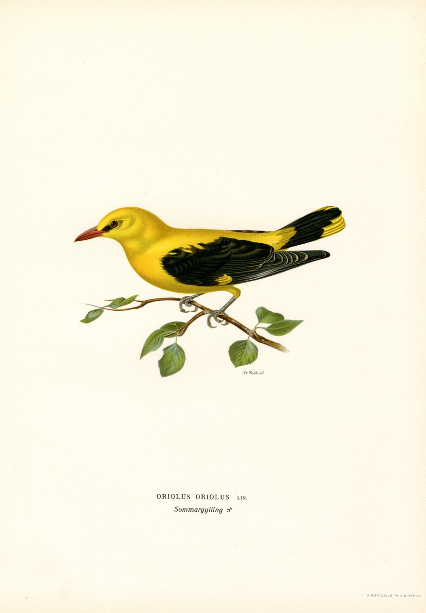 Golden Oriole by Magnus Ferdinand and Wilhelm von Wright