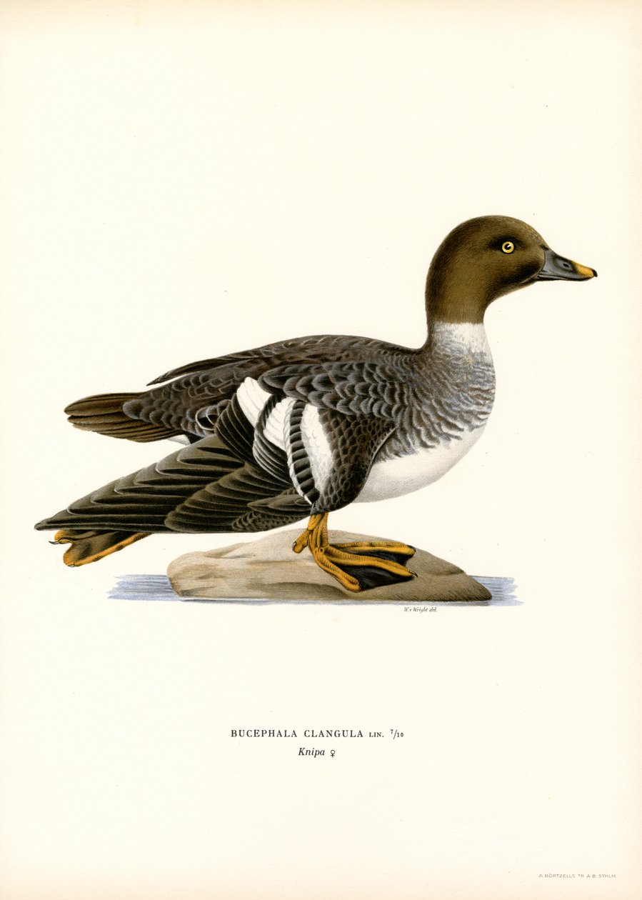Goldeneye Duck by Magnus Ferdinand and Wilhelm von Wright