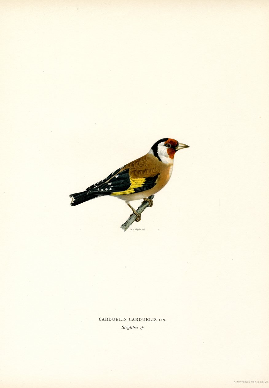 Goldfinch by Magnus Ferdinand and Wilhelm von Wright