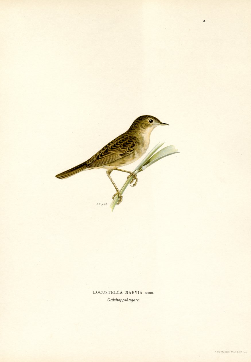 Grasshopper Warbler by Magnus Ferdinand and Wilhelm von Wright