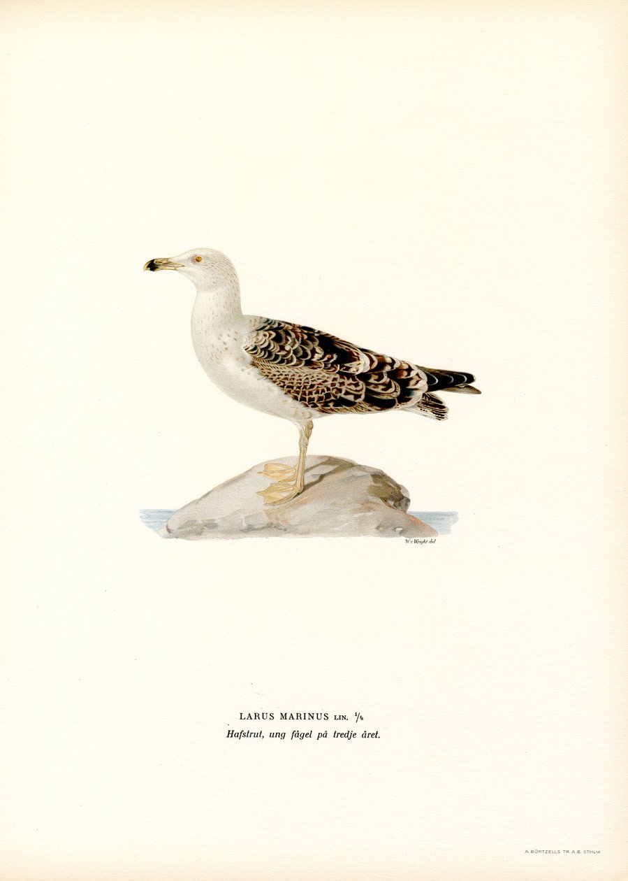 Great Black-backed Gull by Magnus Ferdinand and Wilhelm von Wright