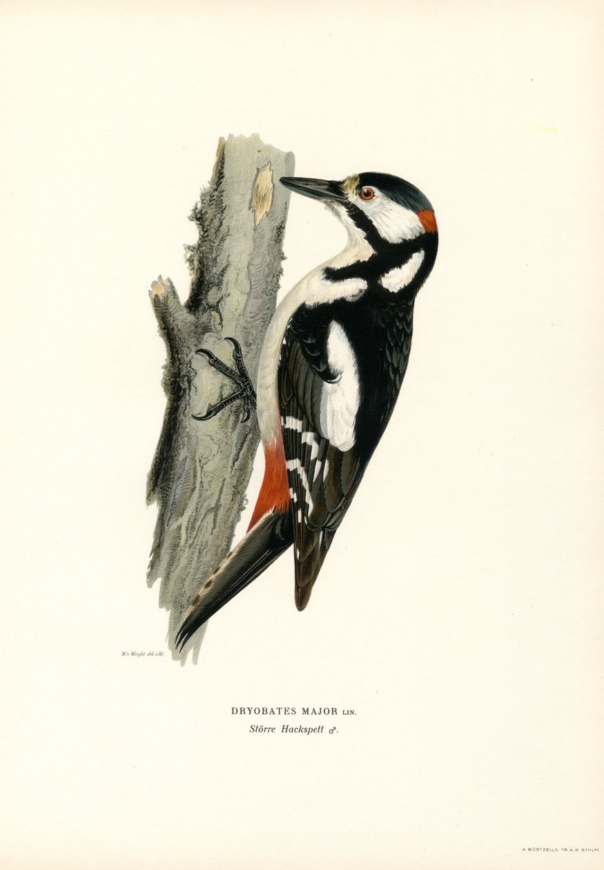 Great Spotted Woodpecker by Magnus Ferdinand and Wilhelm von Wright