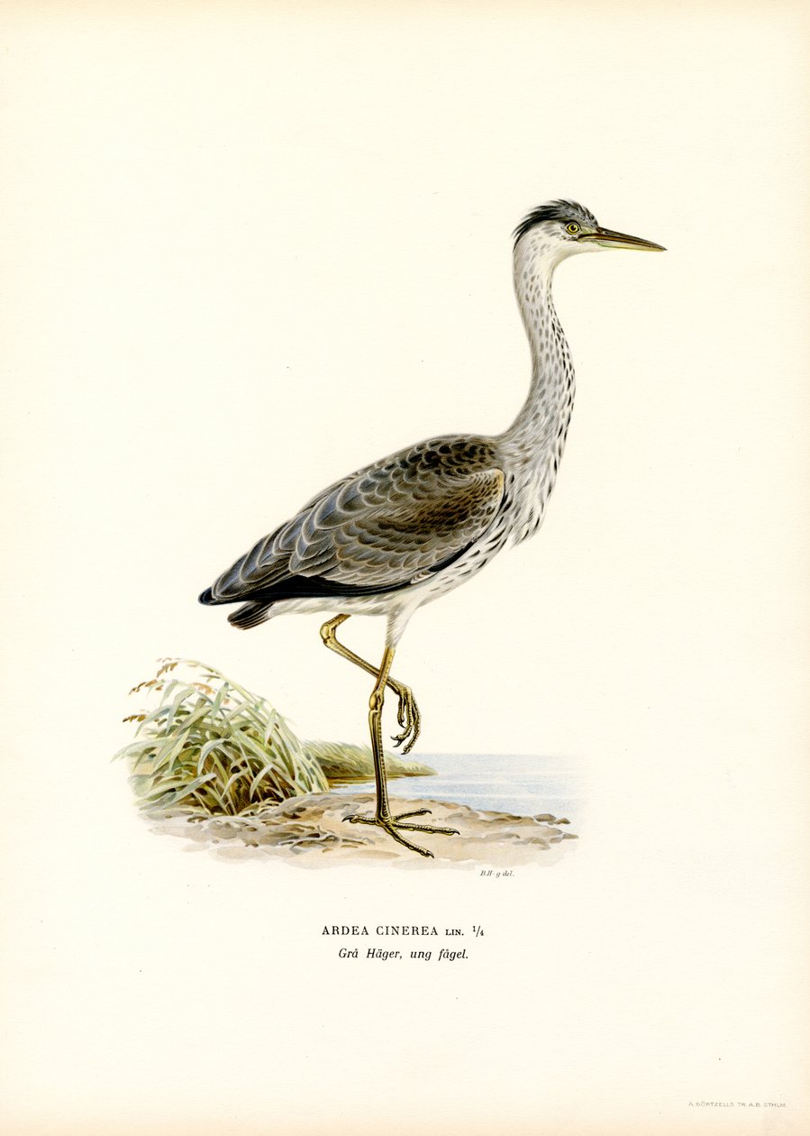 Grey Heron by Magnus Ferdinand and Wilhelm von Wright