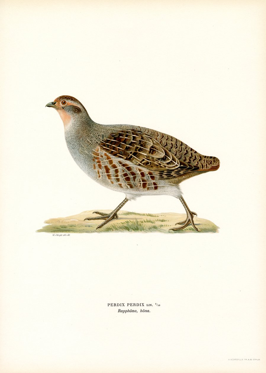 Grey Partridge by Magnus Ferdinand and Wilhelm von Wright