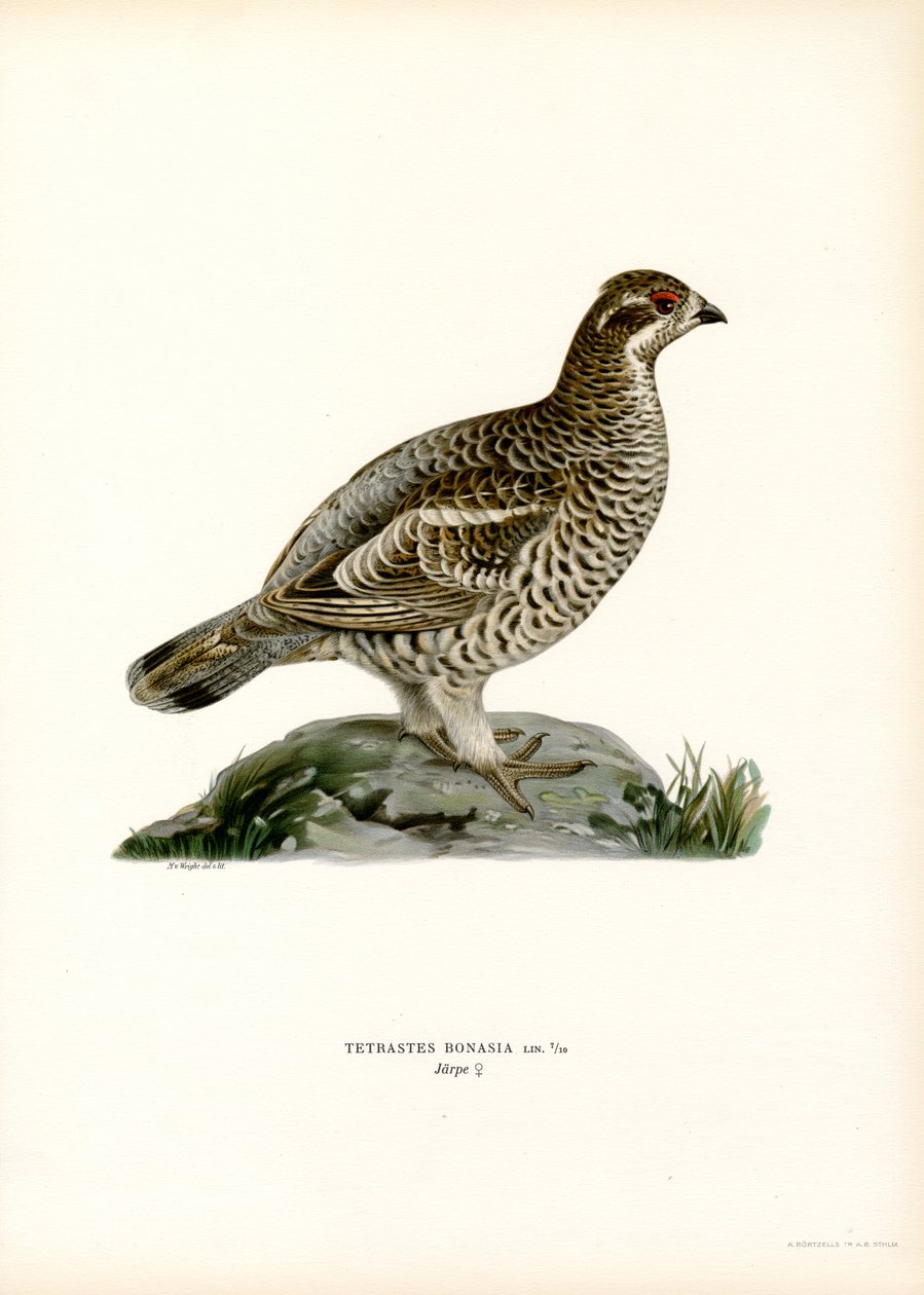 Hazel Grouse by Magnus Ferdinand and Wilhelm von Wright