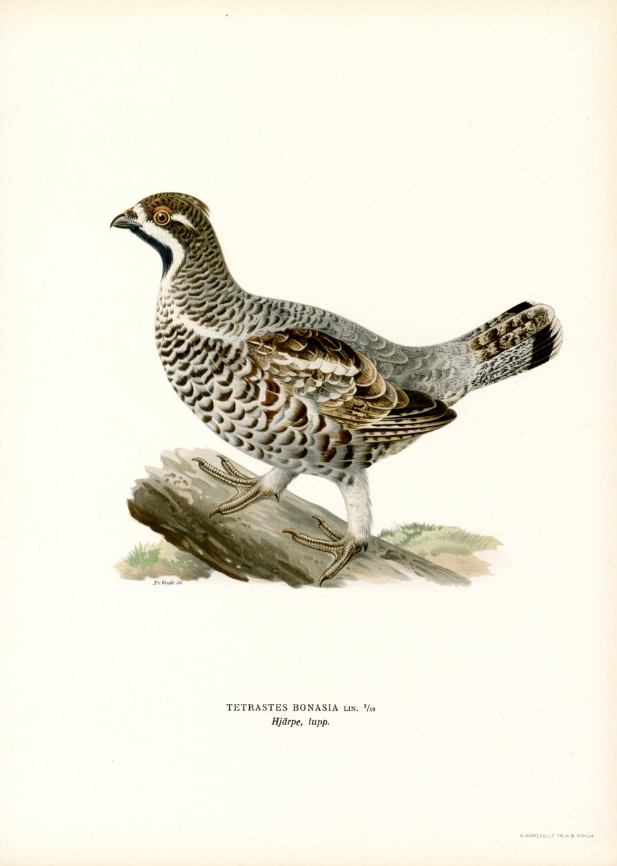 Hazel Grouse by Magnus Ferdinand and Wilhelm von Wright