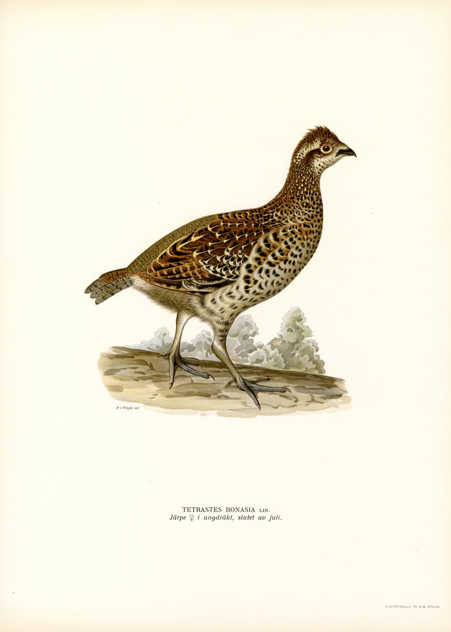 Hazel Grouse by Magnus Ferdinand and Wilhelm von Wright