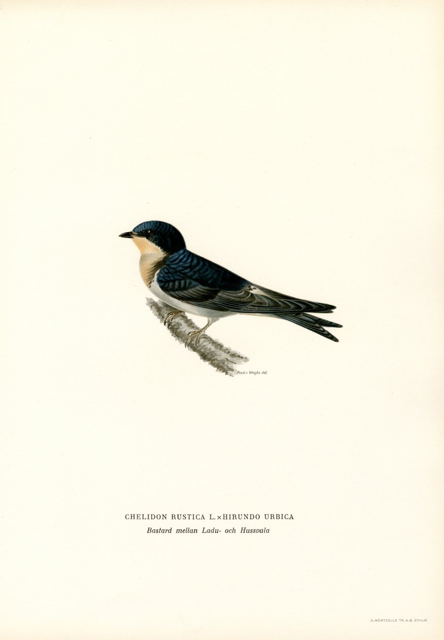 House Swallow by Magnus Ferdinand and Wilhelm von Wright