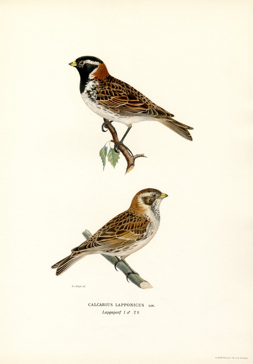 Lapland Bunting by Magnus Ferdinand and Wilhelm von Wright