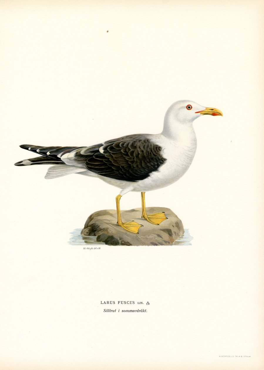 Lesser Black-backed Gull by Magnus Ferdinand and Wilhelm von Wright