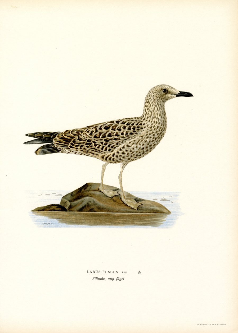 Lesser Black-backed Gull by Magnus Ferdinand and Wilhelm von Wright