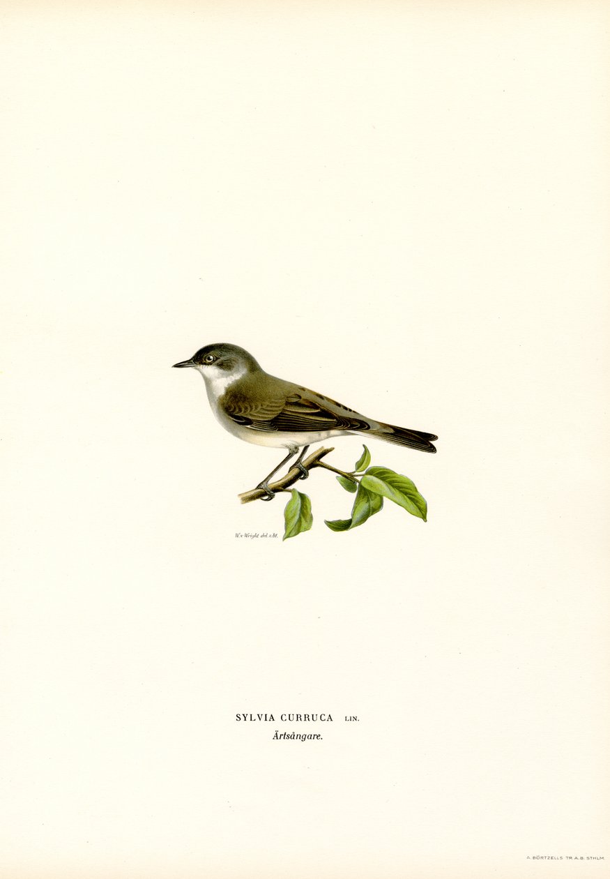 Lesser Whitethroat by Magnus Ferdinand and Wilhelm von Wright